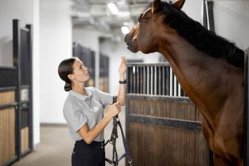 Sport Warmbloods International Sport Warmbloods International